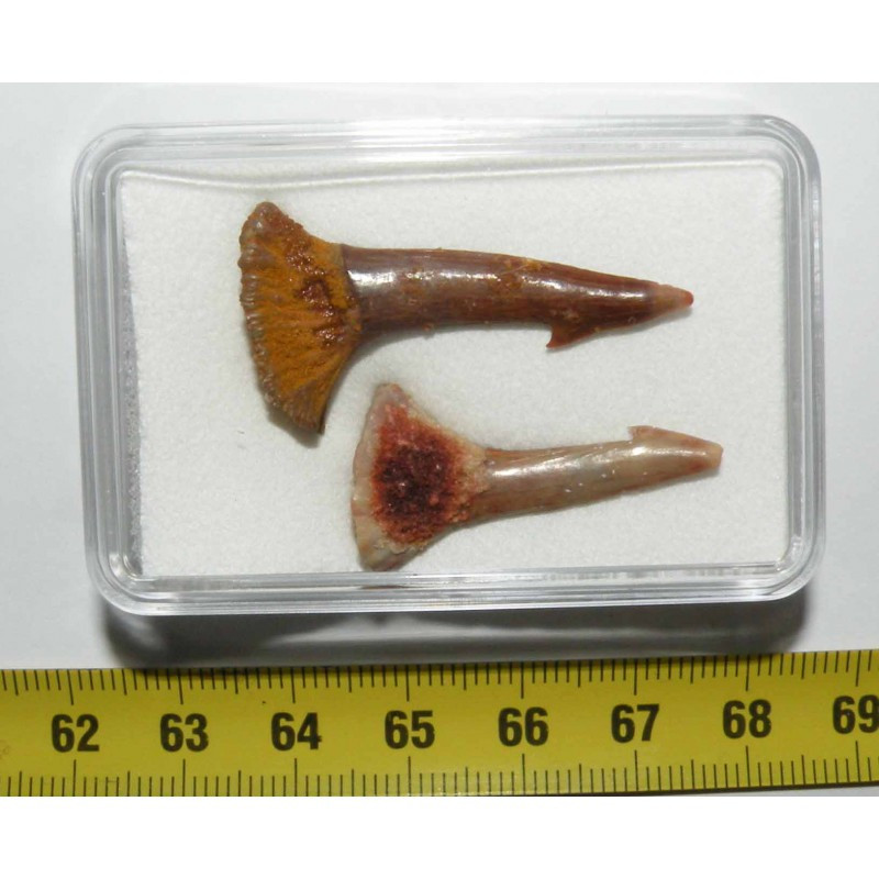 Lot de 2 Dents Fossile de requin Onchopristis numidus ( Maroc - 018 )