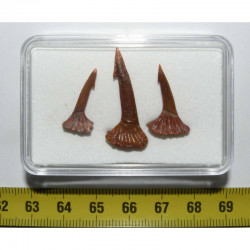 Lot de 3 Dents Fossile de requin Onchopristis numidus ( Maroc - 019 )