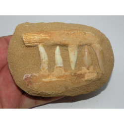 Fossiles sur matrice d Enchodus Lybicus  ( 053 )