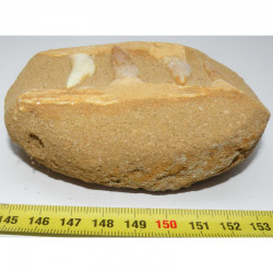 Fossiles sur matrice d Enchodus Lybicus ( 056 )