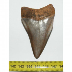 Dent de requin Carcharodon carcharias ( 7.0 cms - 161 )