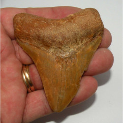 dent de requin Carcharodon megalodon ( Maroc - 7.9 cms - 306 )