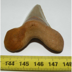 dent de requin Carcharocles auriculatus ( 6.1 cms - 011 )