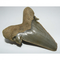 dent de requin Carcharocles auriculatus ( 6.4 cms - 010 )