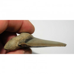 dent de requin Carcharocles auriculatus ( 6.4 cms - 010 )