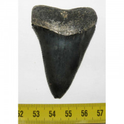 dent de requin Carcharodon carcharias ( 6.3 cm - 175 )