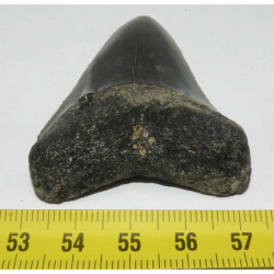 dent de requin Carcharodon carcharias ( 6.3 cm - 175 )