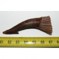 Dent Fossile de requin Onchopristis numidus ( 6.1 cms- 025 )