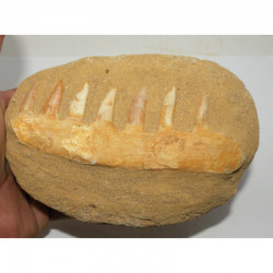 Fossiles sur matrice d Enchodus Lybicus  ( 060 )