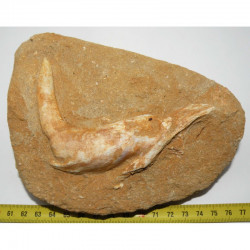 Fossiles sur matrice d Enchodus Lybicus  ( 057 )