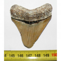 dent de requin Carcharodon megalodon ( Faluns - 5.9 cms - 316 )