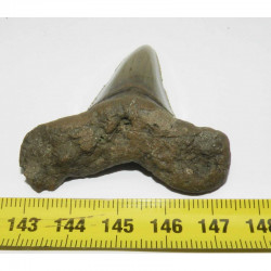 dent de requin Carcharocles auriculatus ( 5.4 cms - 014 )