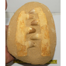 Dents de Mosasaurus Anceps sur matrice ( dinosaure - 151 )