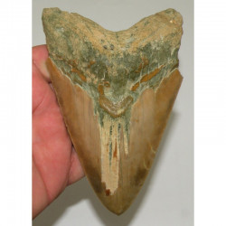 dent de requin Carcharodon megalodon ( Faluns - 14.1 cms - 318 )