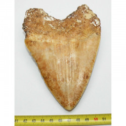 dent de requin Carcharodon megalodon ( N. Caledonie - 13.5 cms - 317 )