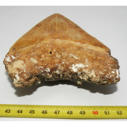 dent de requin Carcharodon megalodon ( N. Caledonie - 13.5 cms - 317 )