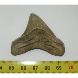 dent de requin Carcharocles chubutensis ( 5.4 cms - 034 )