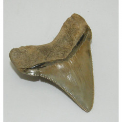 dent de requin Carcharocles chubutensis ( 5.4 cms - 034 )