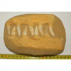 Fossiles d Enchodus Lybicus sur matrice  ( 063 )