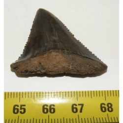 dent de requin Carcharodon carcharias ( 4.2 cm - 023 )