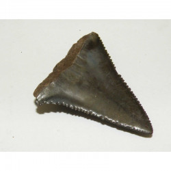 dent de requin Carcharodon carcharias ( 4.2 cm - 023 )