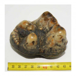 Molaire de gomphotherium - Mastodonte ( Faluns -8 )