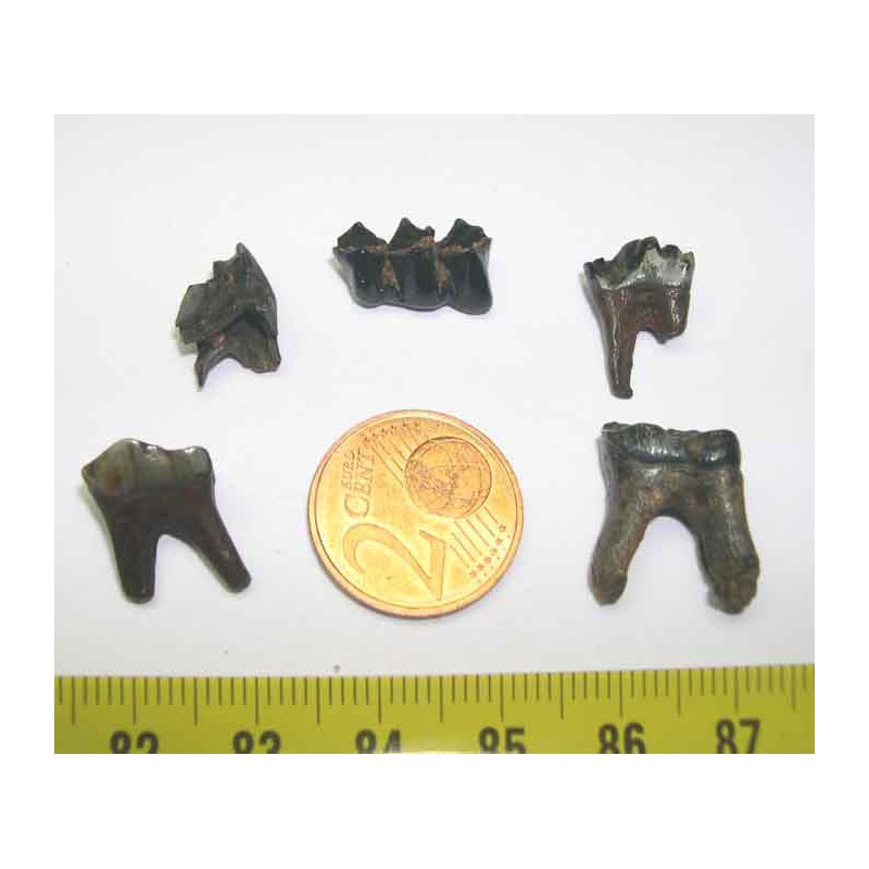 5 dents de chevreuil prehistorique ( 005 )