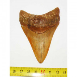 dent de requin Carcharodon megalodon ( Maroc - 8.5 cms - 265)
