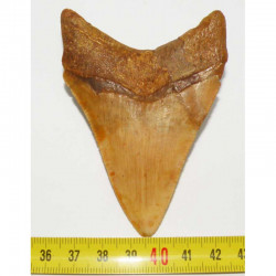 dent de requin Carcharodon megalodon ( Maroc - 8.5 cms - 265)