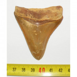 dent de requin Carcharodon megalodon ( Maroc - 6.5 cms - 263 )