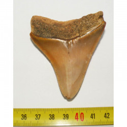 dent de requin Carcharodon megalodon ( Maroc - 6.5 cms - 263 )