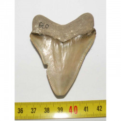 dent de requin Carcharodon megalodon ( Faluns - 6.7 cms - 8 )