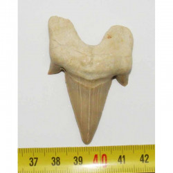 dent Fossile de requin Lamna Obliqua ( 5.7 cms - 076 )