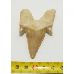 dent Fossile de requin Lamna Obliqua ( 5.7 cms - 076 )