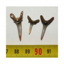 lot de 3 dents fossiles de Carcharias Acutissima ( Faluns - 6 )