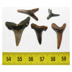 lot de 5 dents fossiles de Carcharias Acutissima ( Faluns - 004 )