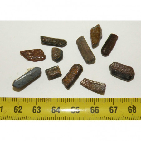 lot de 10 dents fossiles de raie ( Faluns - 003 )