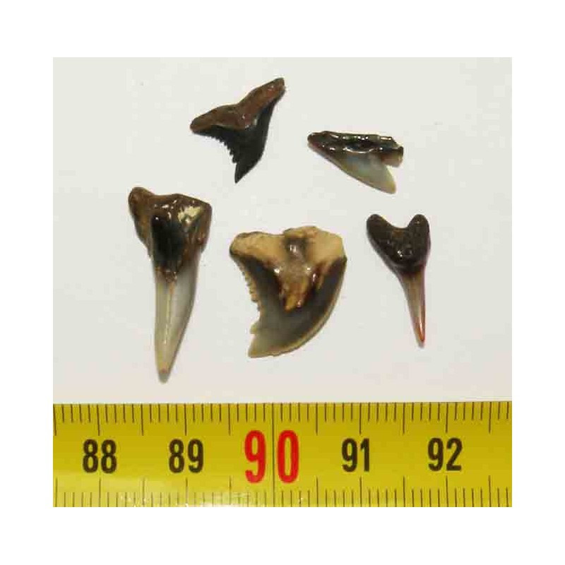 lot de 5 dents fossiles d Hemipristis Serra des Faluns ( 006 )