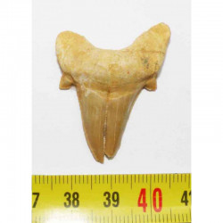 dent pathologique de requin Lamna Obliqua ( 3.8 cm - 014 )