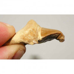 dent pathologique de requin Lamna Obliqua ( 4.8 cm - 015 )