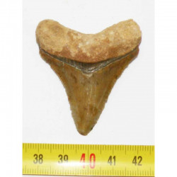 dent de requin Carcharodon megalodon ( 5.0 cms - 274 )