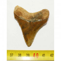 dent de requin Carcharodon megalodon ( 5.0 cms - 274 )