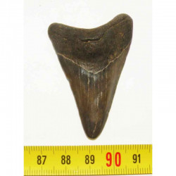 dent de requin Carcharodon megalodon ( 5.4 cms - 279 )