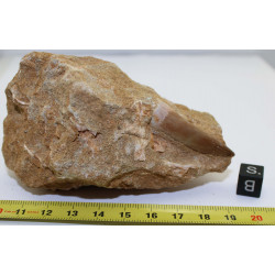 Dent fossile de Zarafasaura...