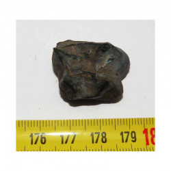 1 dent de Tapir prehistorique ( 006 )