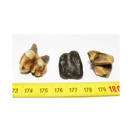 3 dents de Tapir prehistorique ( 007 )