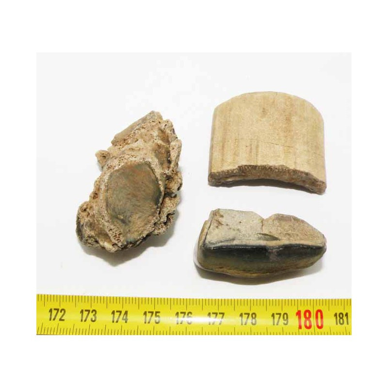 3 Fossiles de Megatherium prehistorique ( 002 )