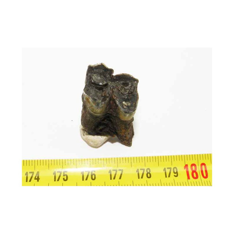 1 dent de Lama ou Chameau prehistorique ( 008 )