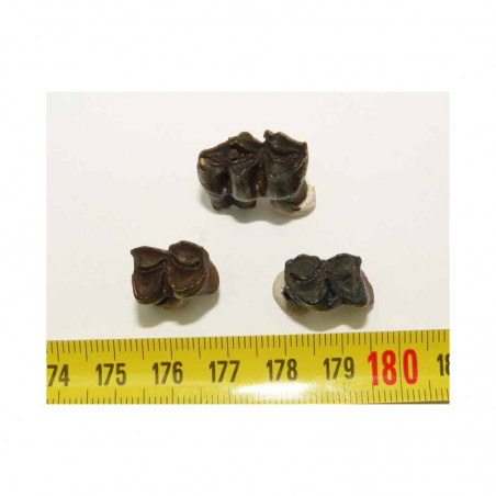 3 dents de chevreuil prehistorique ( 003 )