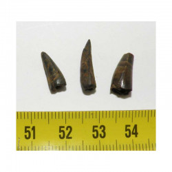 3 dents fossile d Aligators ( USA - 013 )